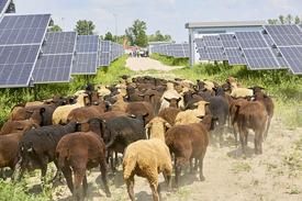 2020-06-11 Sheeps at photovoltaic system