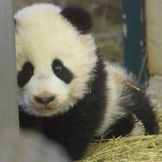 Panda-Baby Fu Long Tiergarten Schoenbrunn 300108
